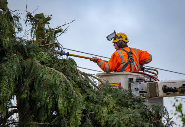 Best Root Management and Removal  in Elizabethtown, PA