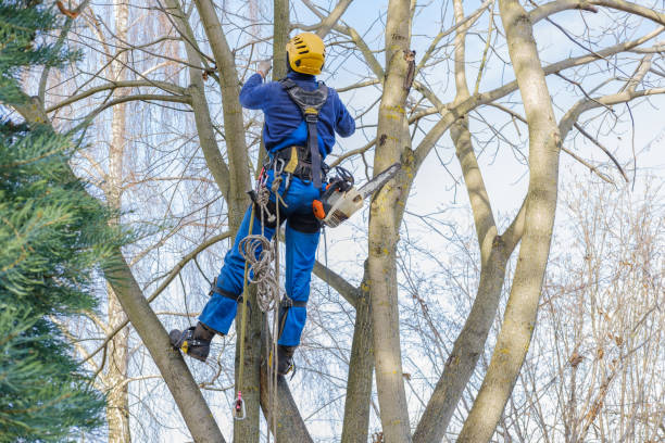 Best Tree Mulching  in Elizabethtown, PA