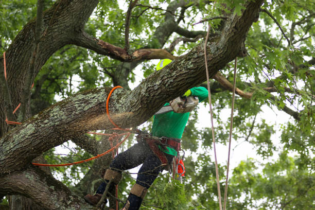 Best Palm Tree Trimming  in Elizabethtown, PA