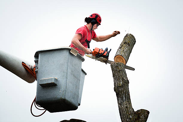 Trusted Elizabethtown, PA Tree Care Experts