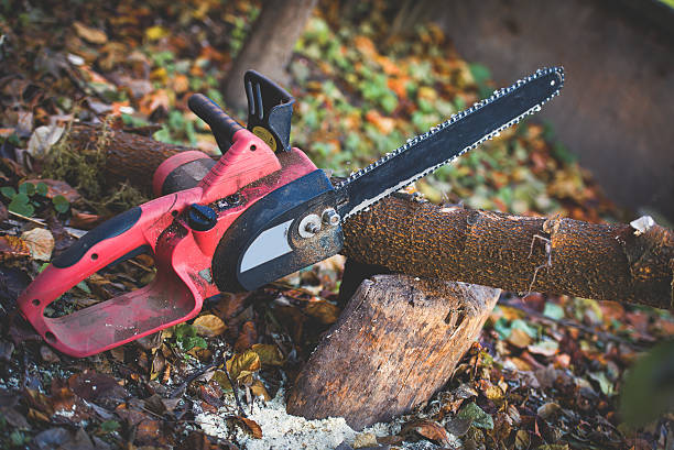 How Our Tree Care Process Works  in  Elizabethtown, PA