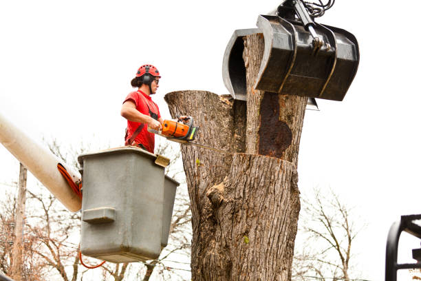 Best Storm Damage Tree Cleanup  in Elizabethtown, PA